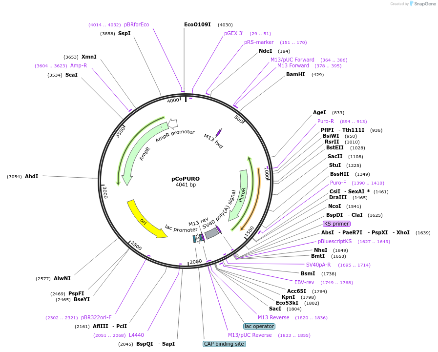 17533-plasmid-map-sequence-id-519637