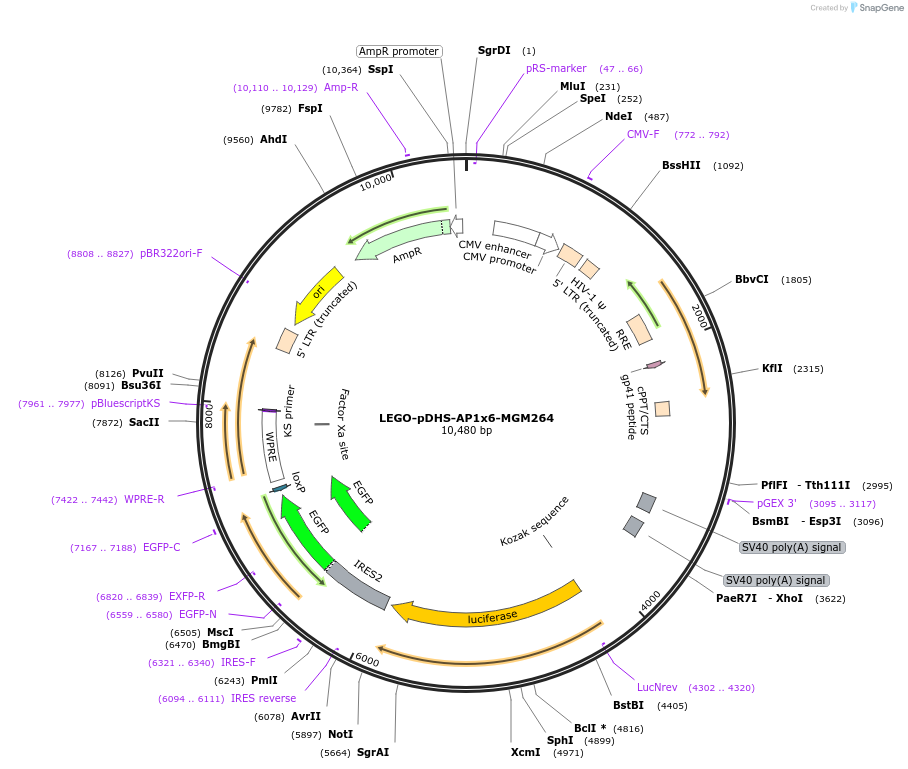 217417-plasmid-map-sequence-id-519707