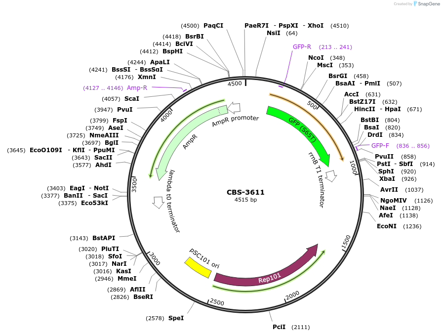 255703-plasmid-map-sequence-id-519714