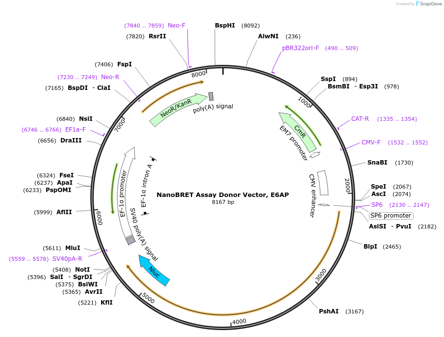 237134-plasmid-map-sequence-id-519719