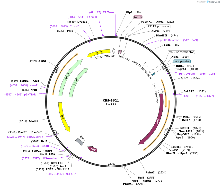 255702-plasmid-map-sequence-id-519725