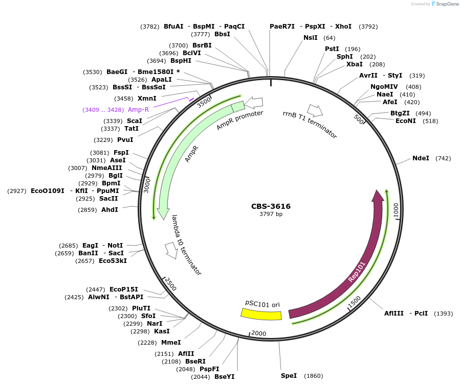 255704-plasmid-map-sequence-id-519727