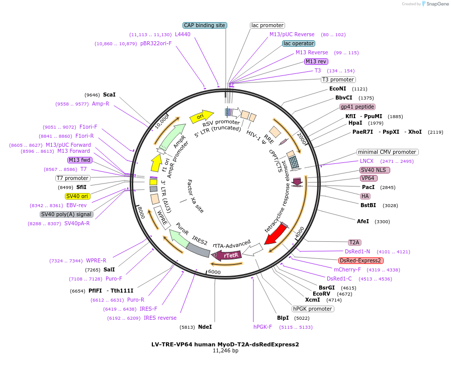 60629-plasmid-map-sequence-id-519748