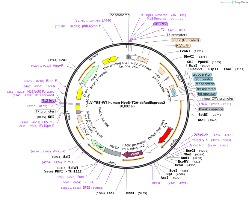 60628-plasmid-map-sequence-id-519753