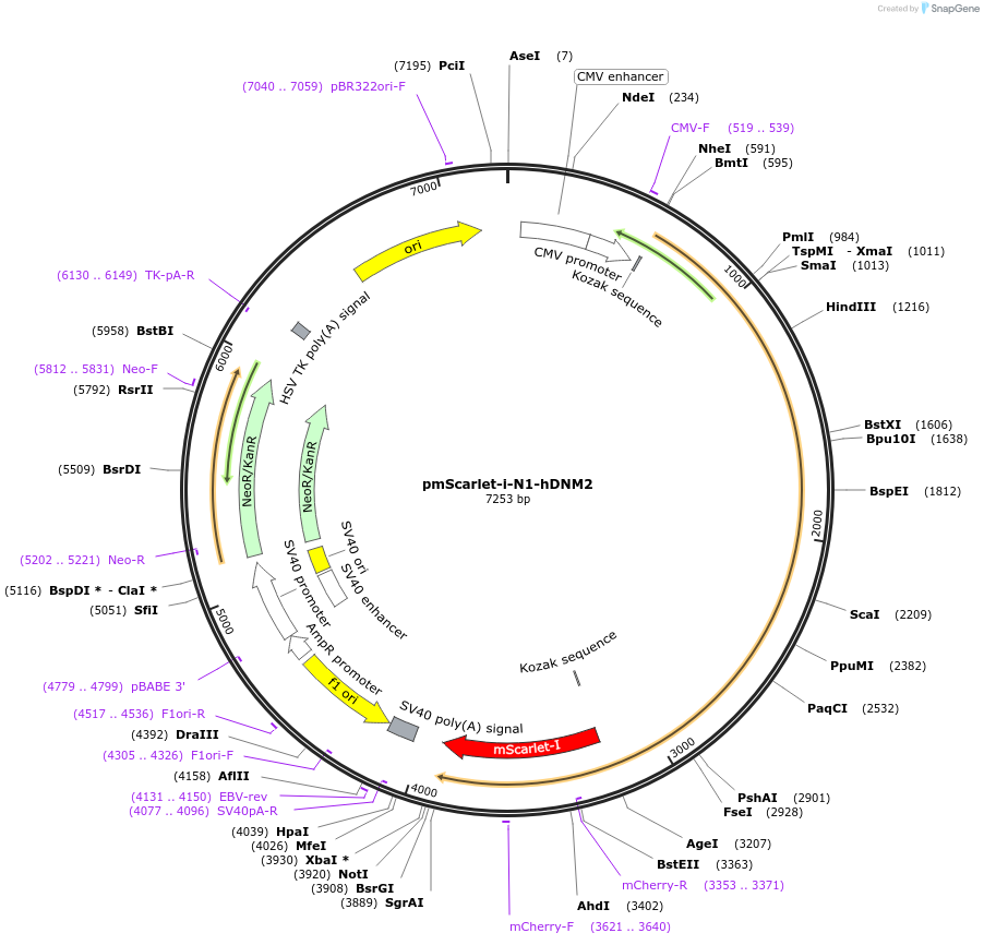 253472-plasmid-map-sequence-id-519763