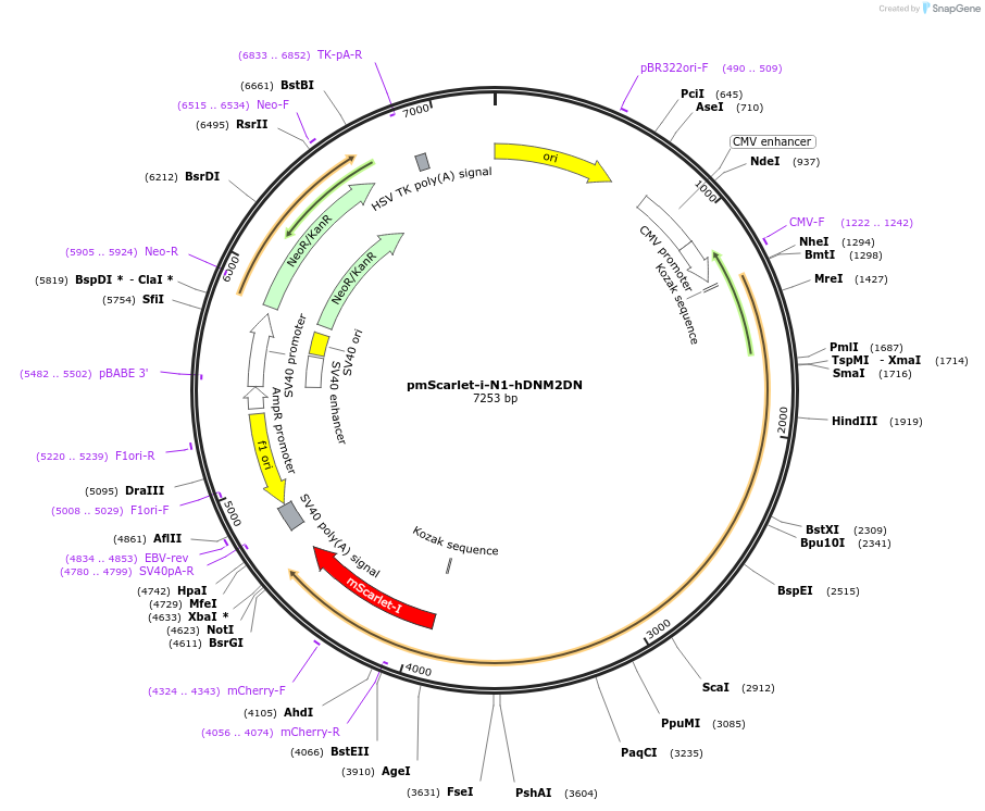 253468-plasmid-map-sequence-id-519764