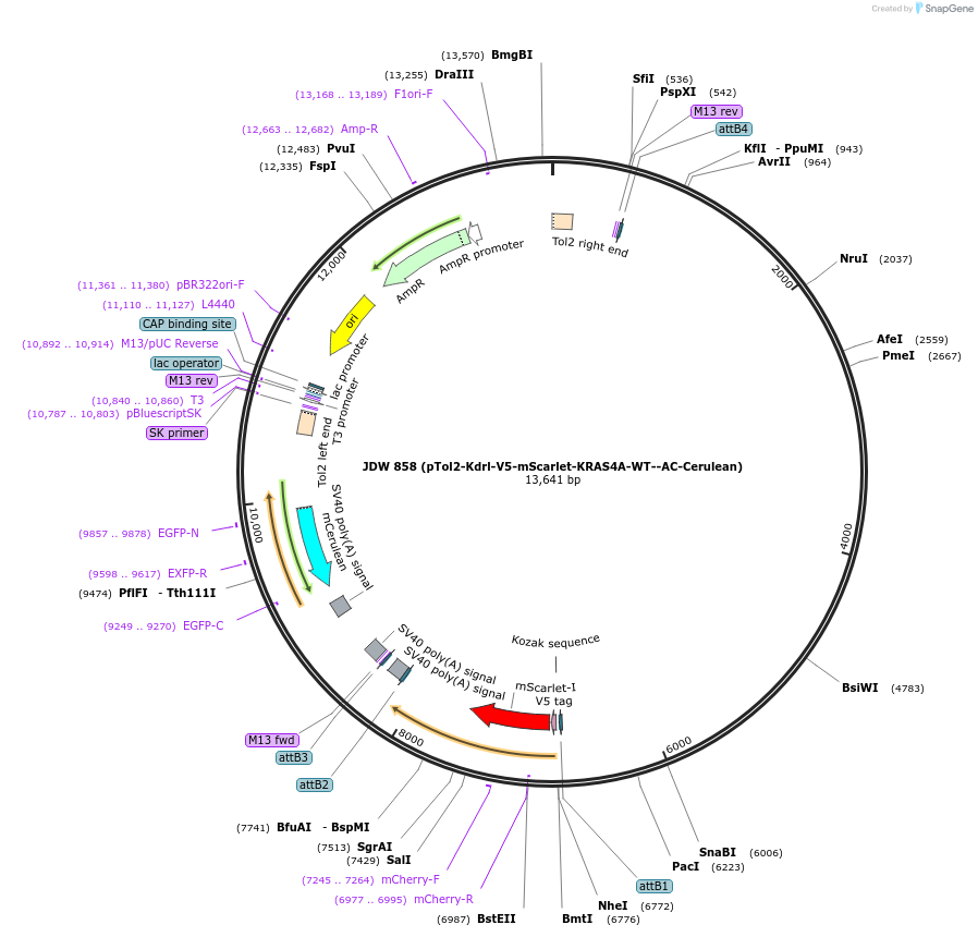 180468-plasmid-map-sequence-id-519781