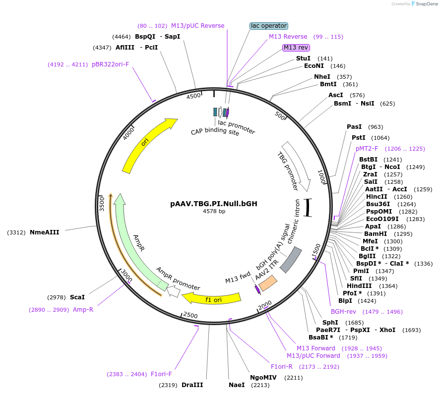 105536-plasmid-map-sequence-id-519782