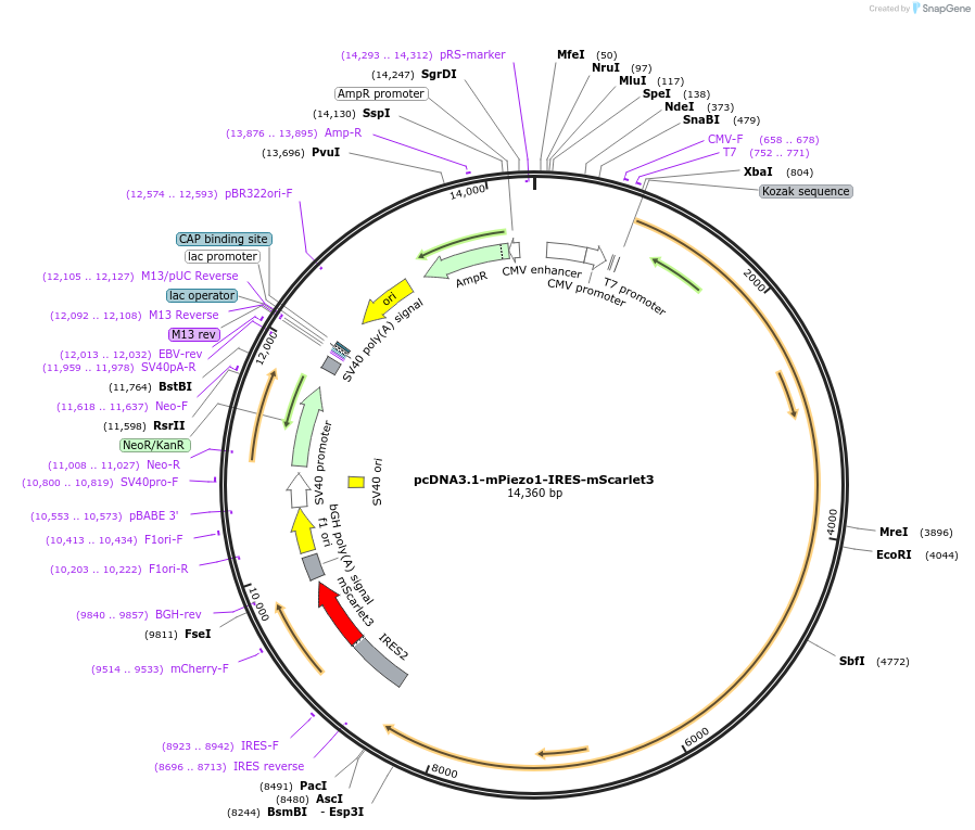 259544-plasmid-map-sequence-id-519793