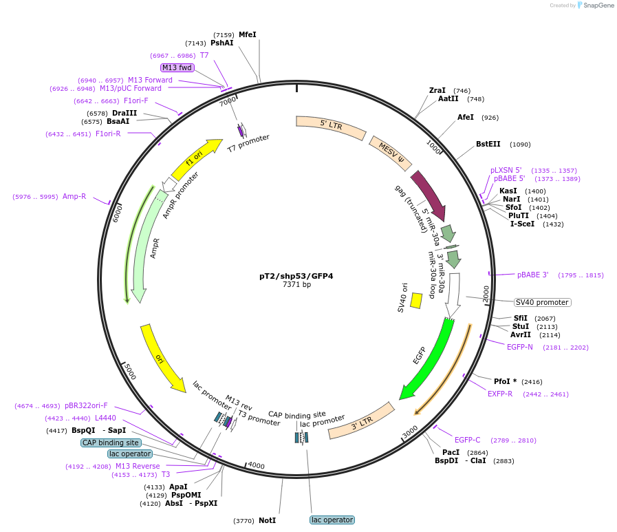 20208-plasmid-map-sequence-id-519807