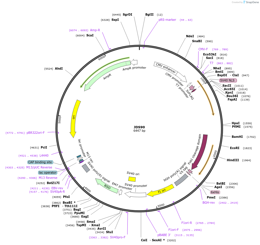 40320-plasmid-map-sequence-id-51988