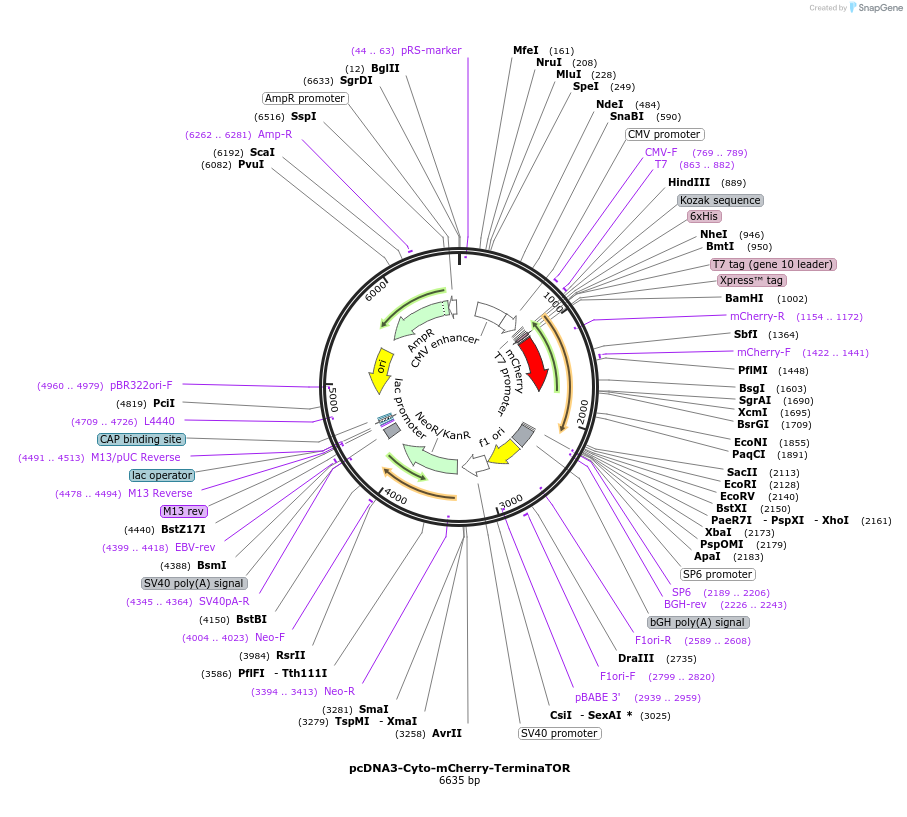 260296-plasmid-map-sequence-id-519988