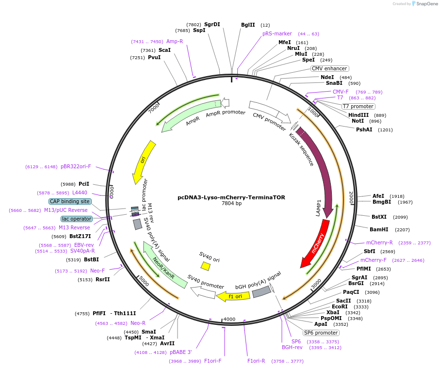 260297-plasmid-map-sequence-id-519989