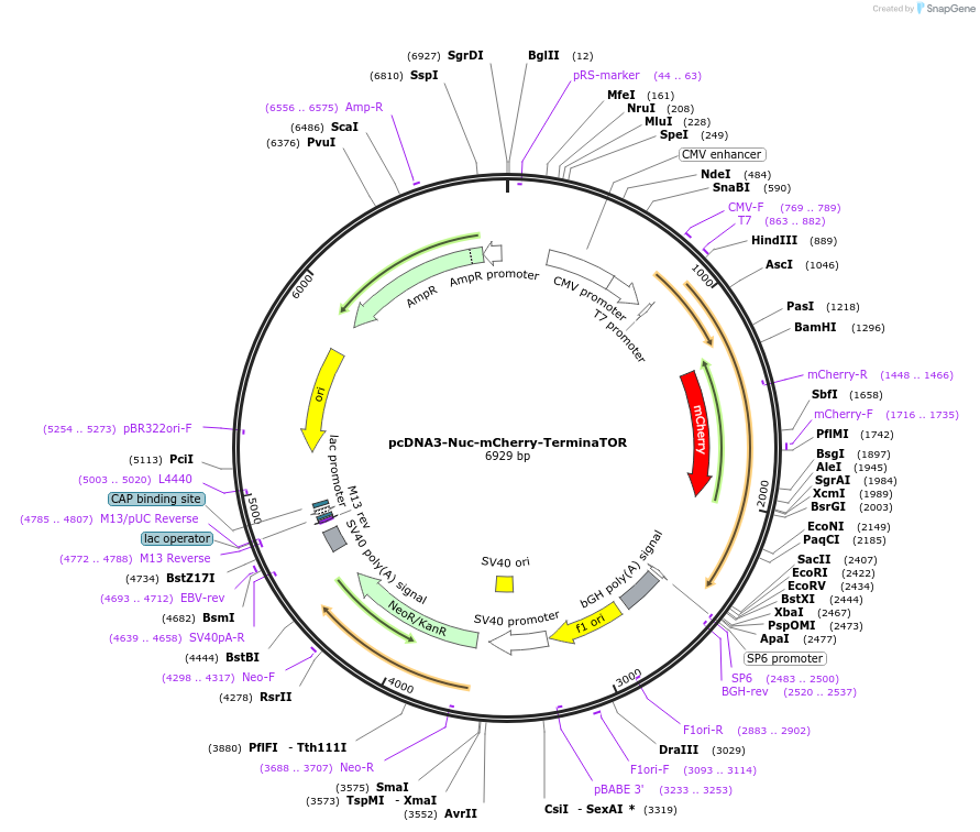 260298-plasmid-map-sequence-id-519990