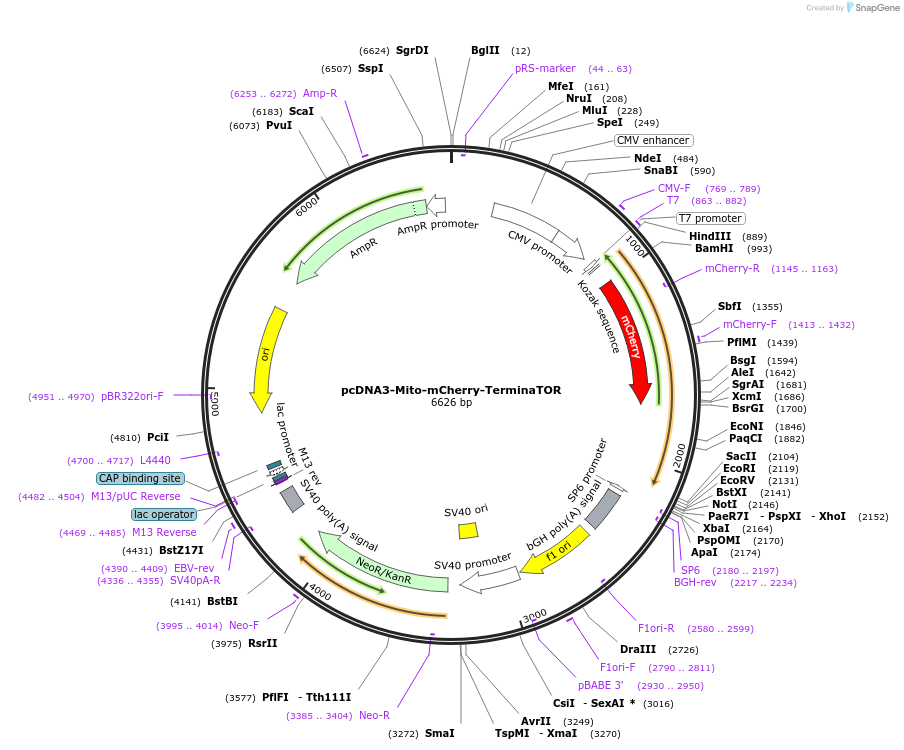 260299-plasmid-map-sequence-id-519992