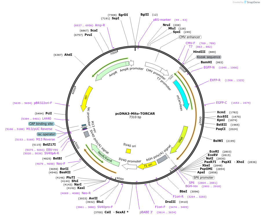 260300-plasmid-map-sequence-id-519993