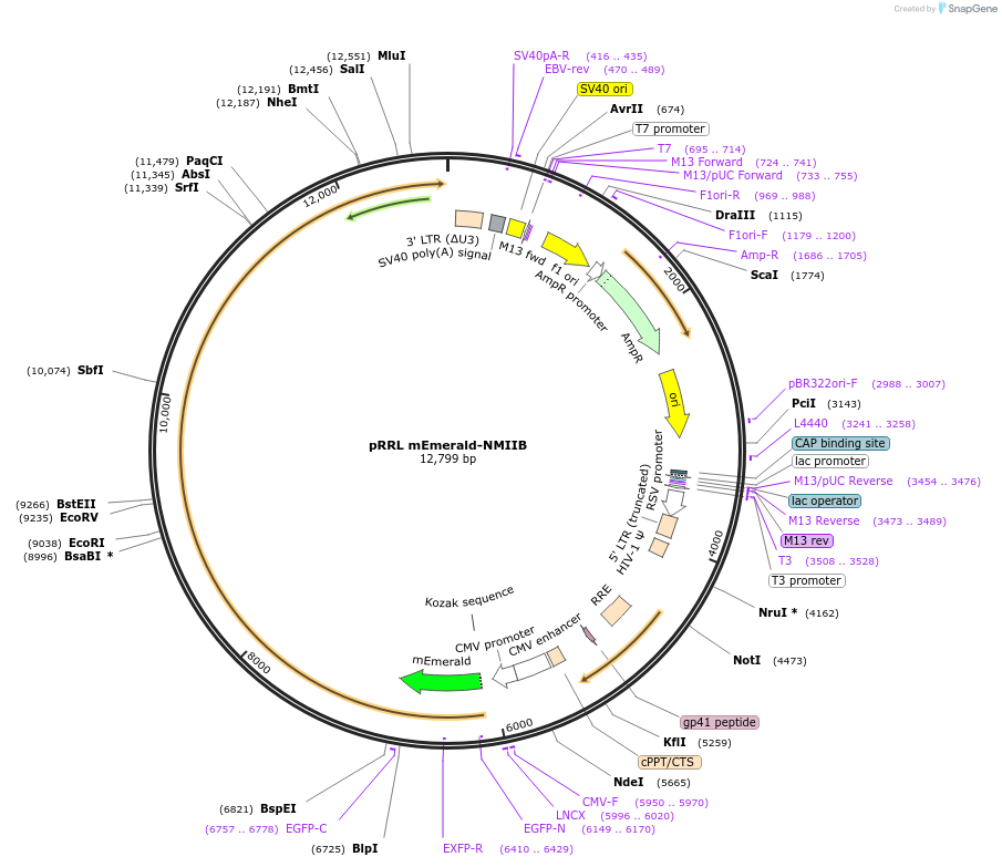 258471-plasmid-map-sequence-id-520000