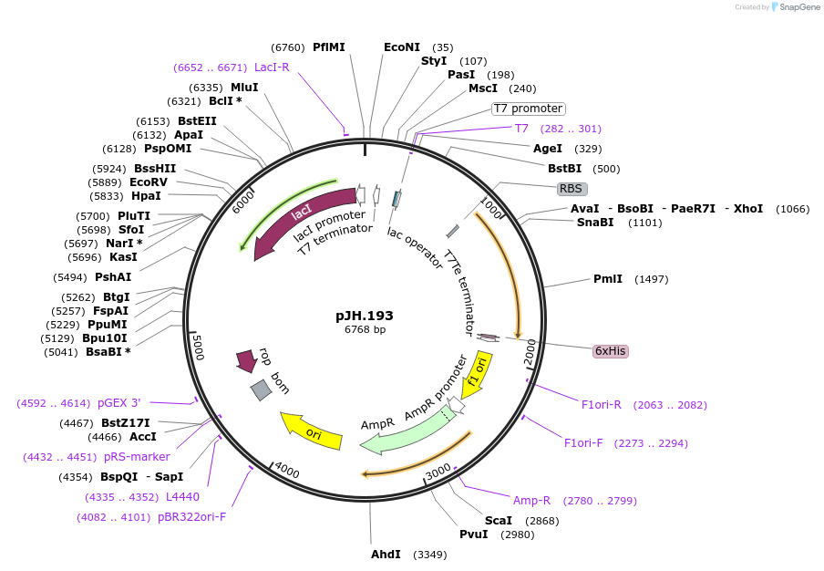 261542-plasmid-map-sequence-id-520059