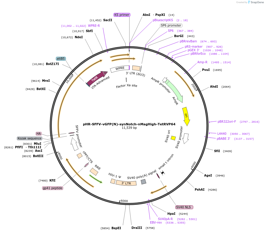 260317-plasmid-map-sequence-id-520080