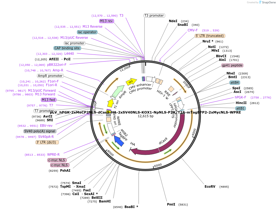 254799-plasmid-map-sequence-id-520123