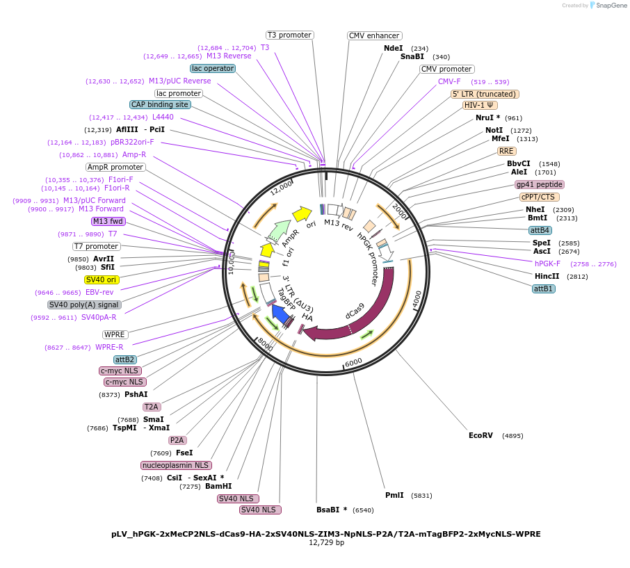 254800-plasmid-map-sequence-id-520124