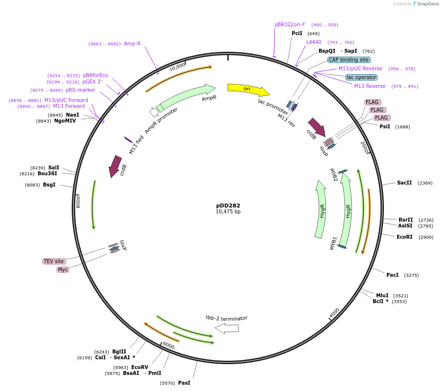 66823-plasmid-map-sequence-id-520191