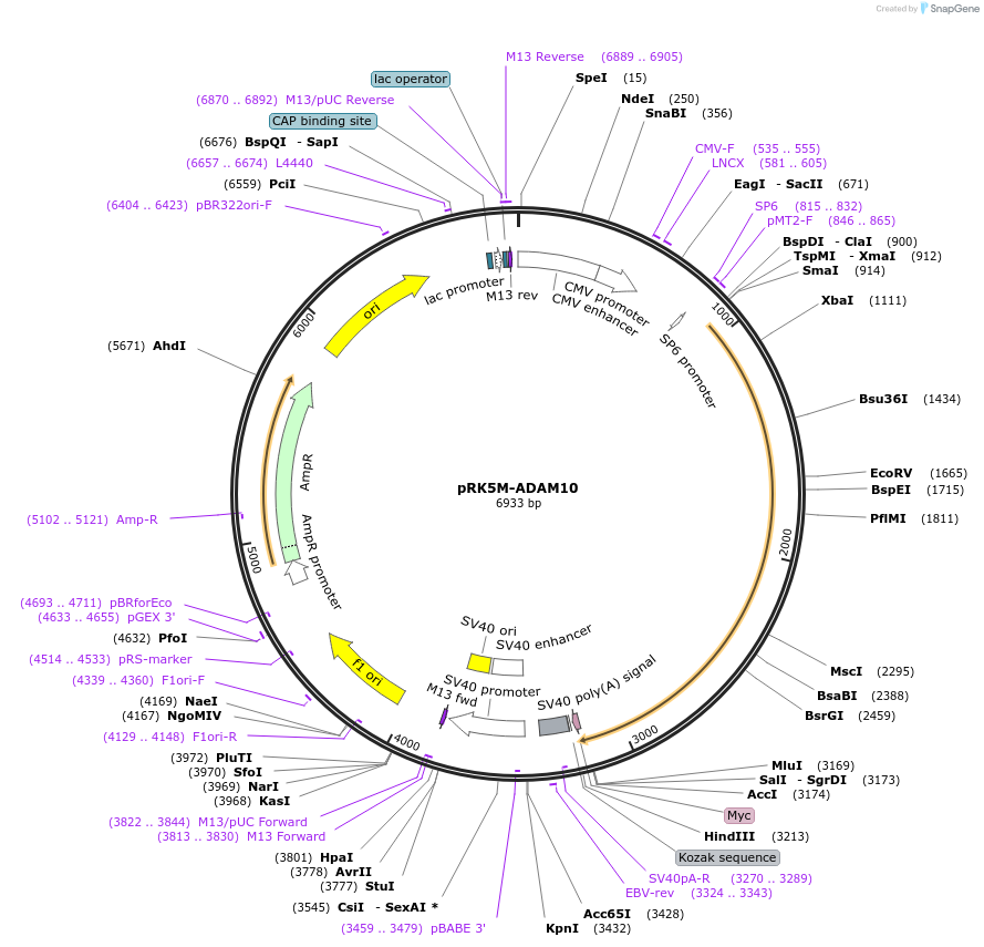 31717-plasmid-map-sequence-id-520261