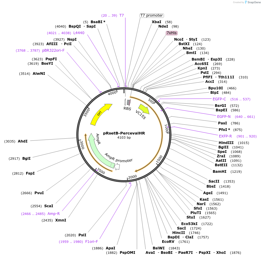 49081-plasmid-map-sequence-id-520279