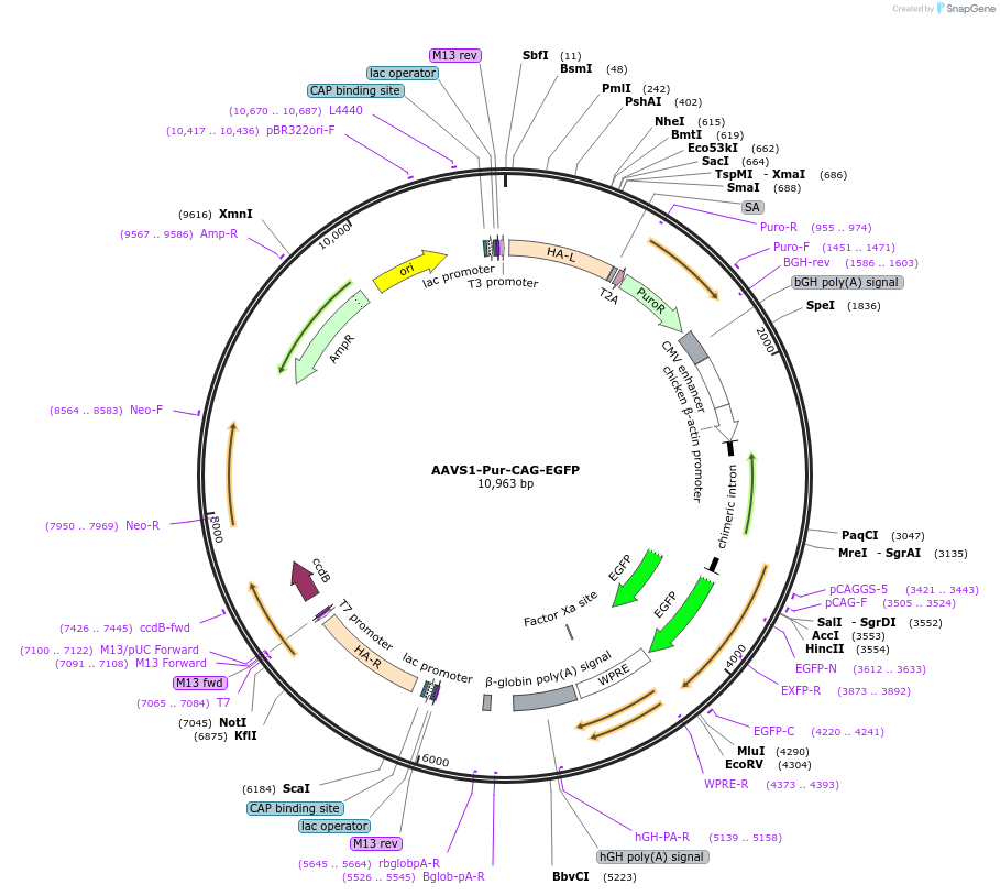 80945-plasmid-map-sequence-id-520281