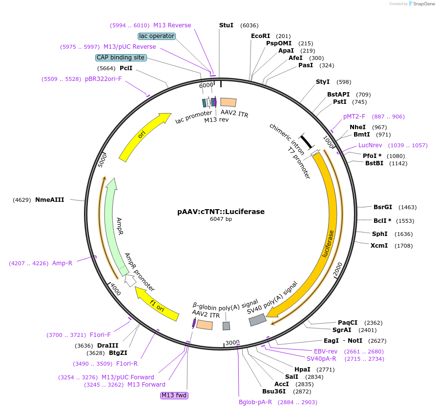 69915-plasmid-map-sequence-id-520292