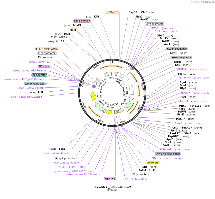 113727-plasmid-map-sequence-id-520298