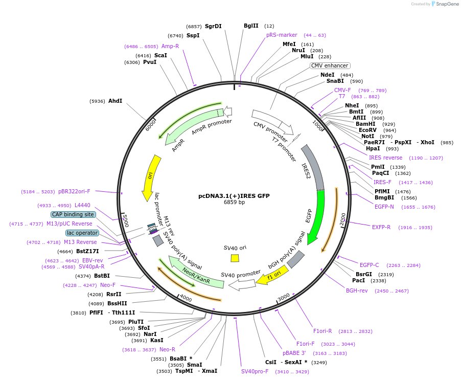 51406-plasmid-map-sequence-id-520306