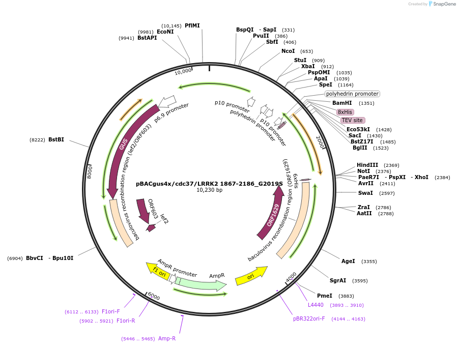 40365-plasmid-map-sequence-id-52042
