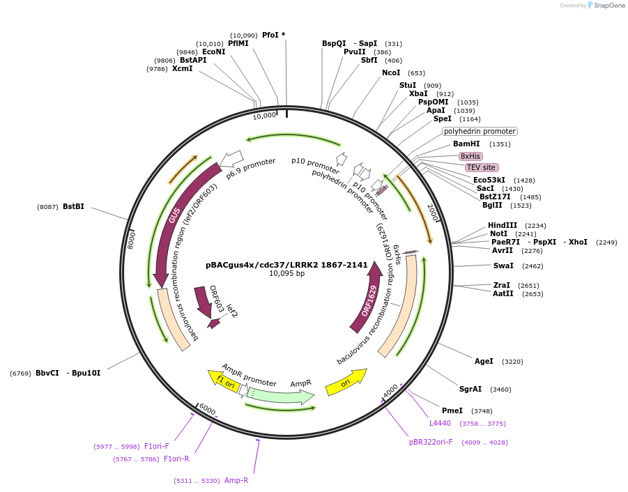 40368-plasmid-map-sequence-id-52045