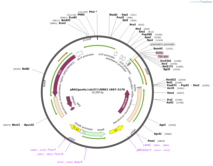 40370-plasmid-map-sequence-id-52047