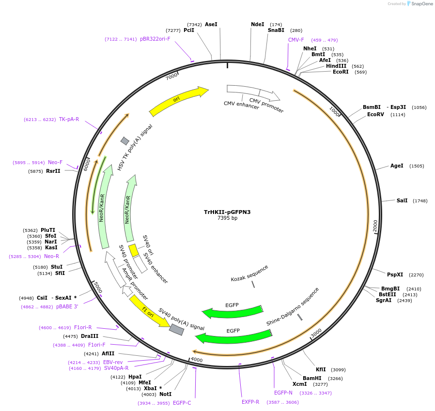 21921-plasmid-map-sequence-id-520509