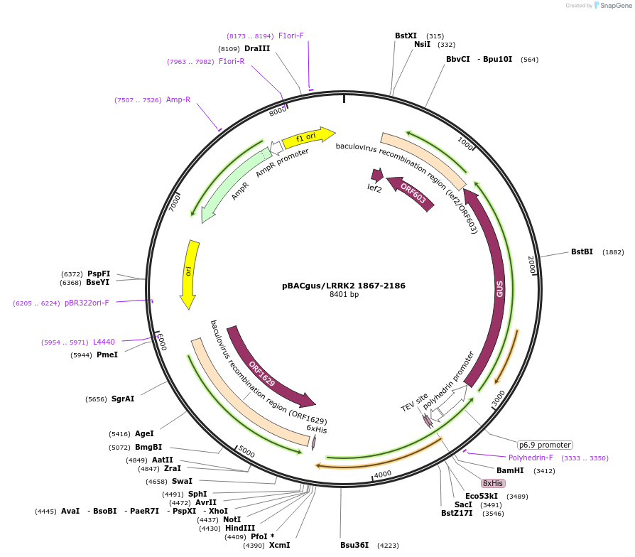 40374-plasmid-map-sequence-id-52051
