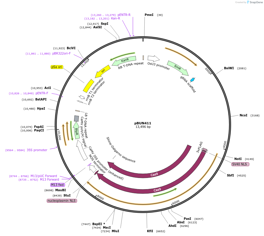 50581-plasmid-map-sequence-id-520531