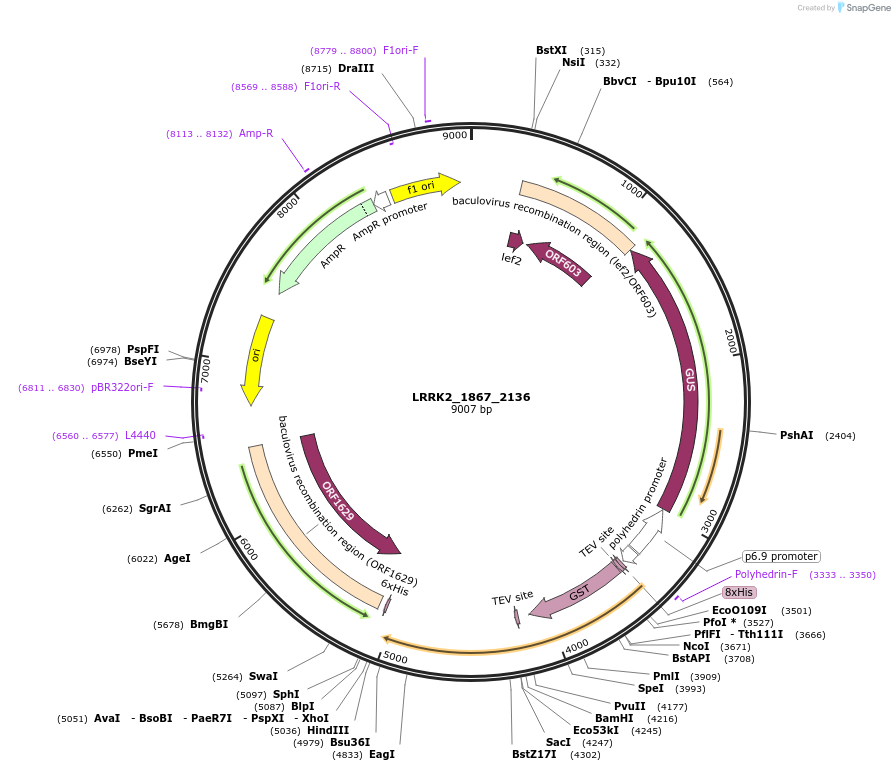 40408-plasmid-map-sequence-id-52085