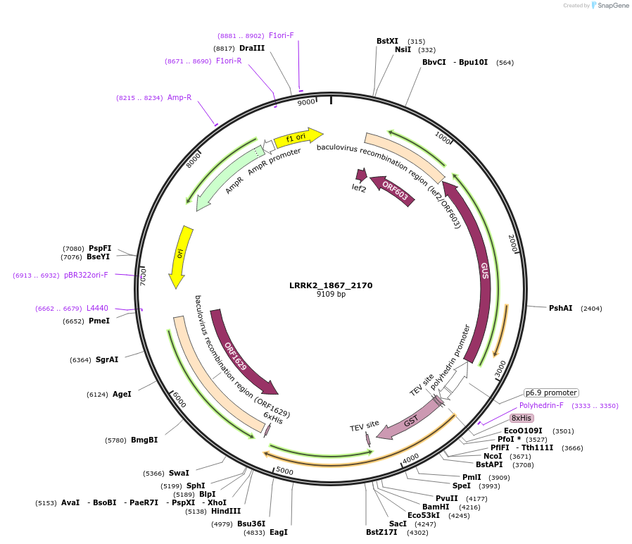 40410-plasmid-map-sequence-id-52087