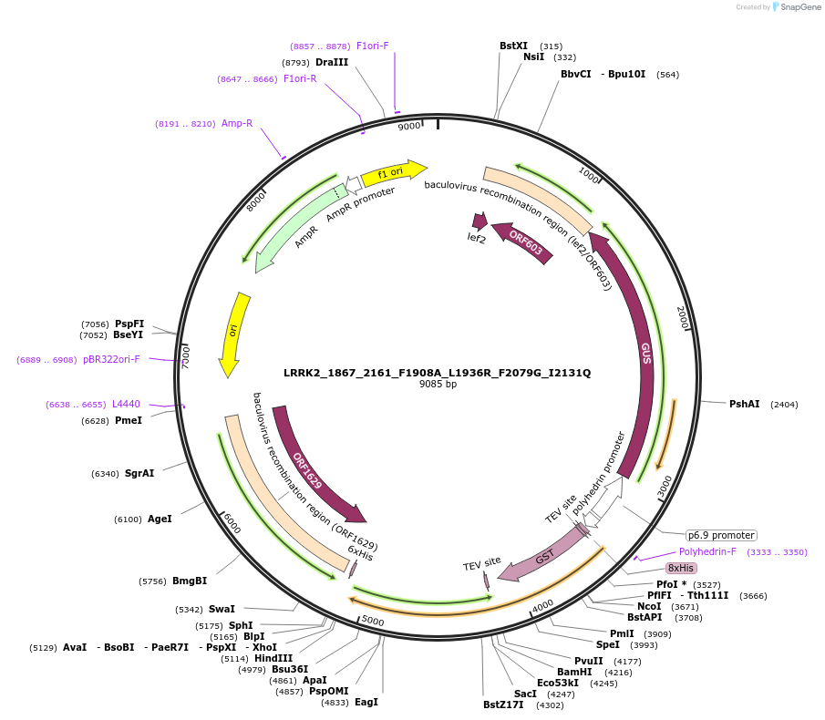 40422-plasmid-map-sequence-id-52099