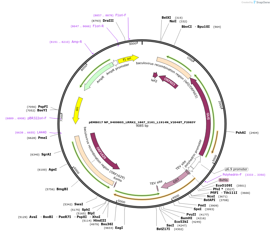 40427-plasmid-map-sequence-id-52104