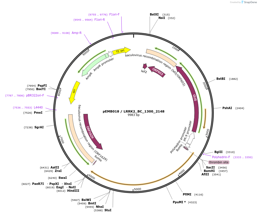40500-plasmid-map-sequence-id-52173
