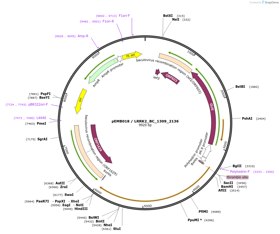 40503-plasmid-map-sequence-id-52176