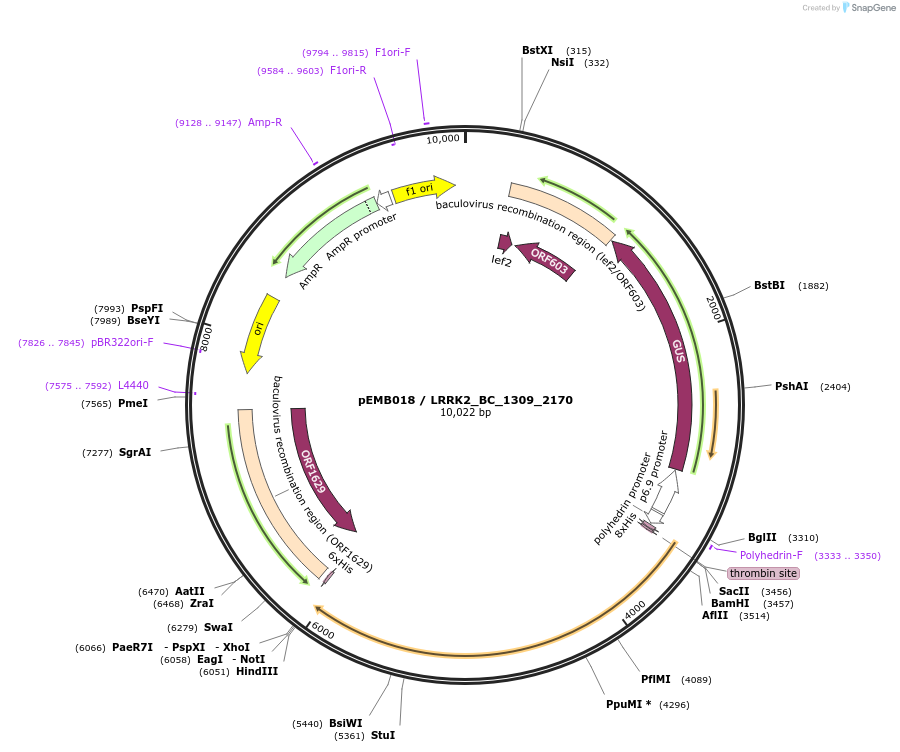 40504-plasmid-map-sequence-id-52177