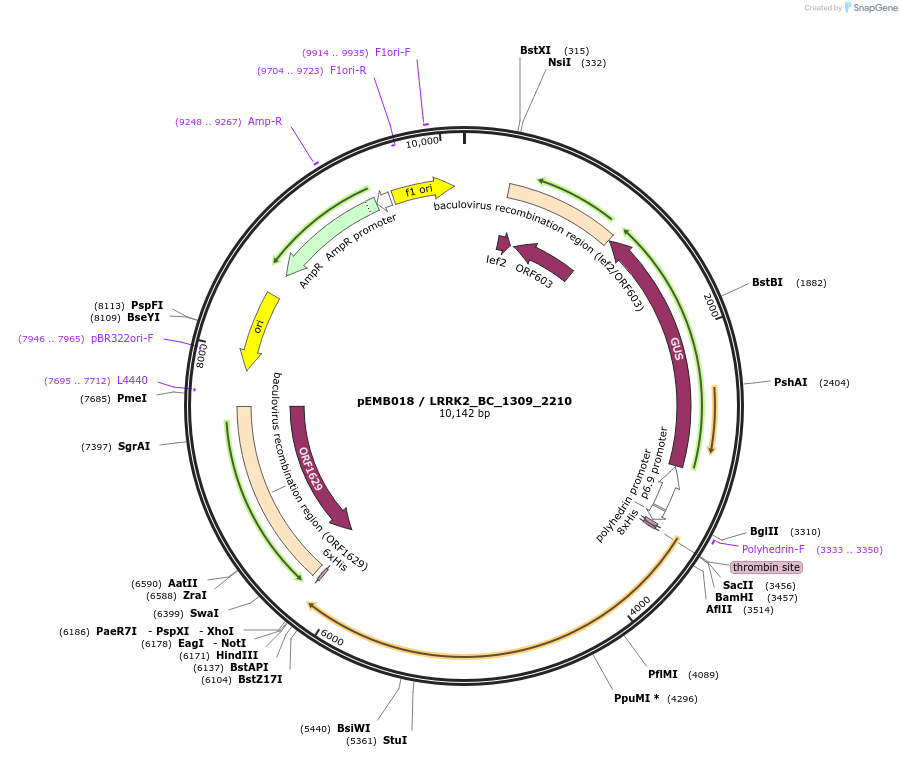 40506-plasmid-map-sequence-id-52179