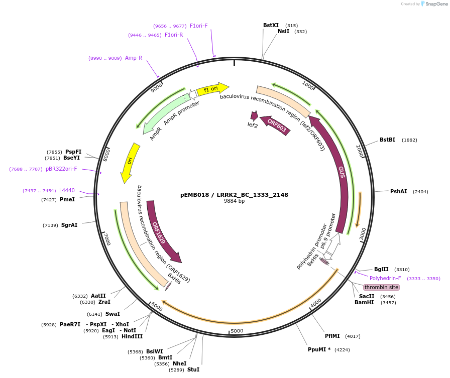 40509-plasmid-map-sequence-id-52182