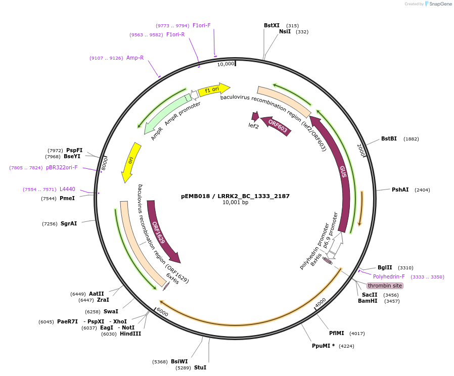 40510-plasmid-map-sequence-id-52183
