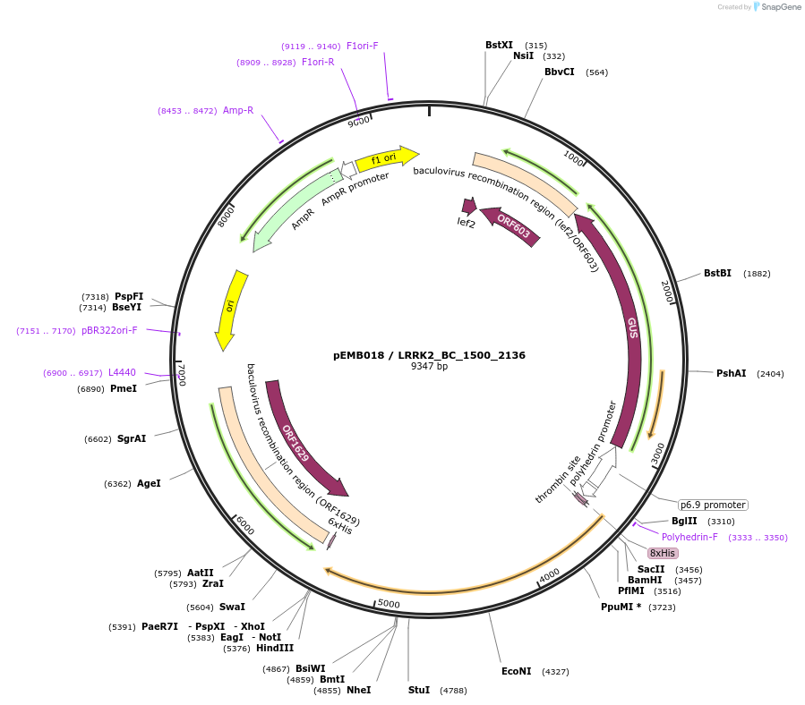 40512-plasmid-map-sequence-id-52185