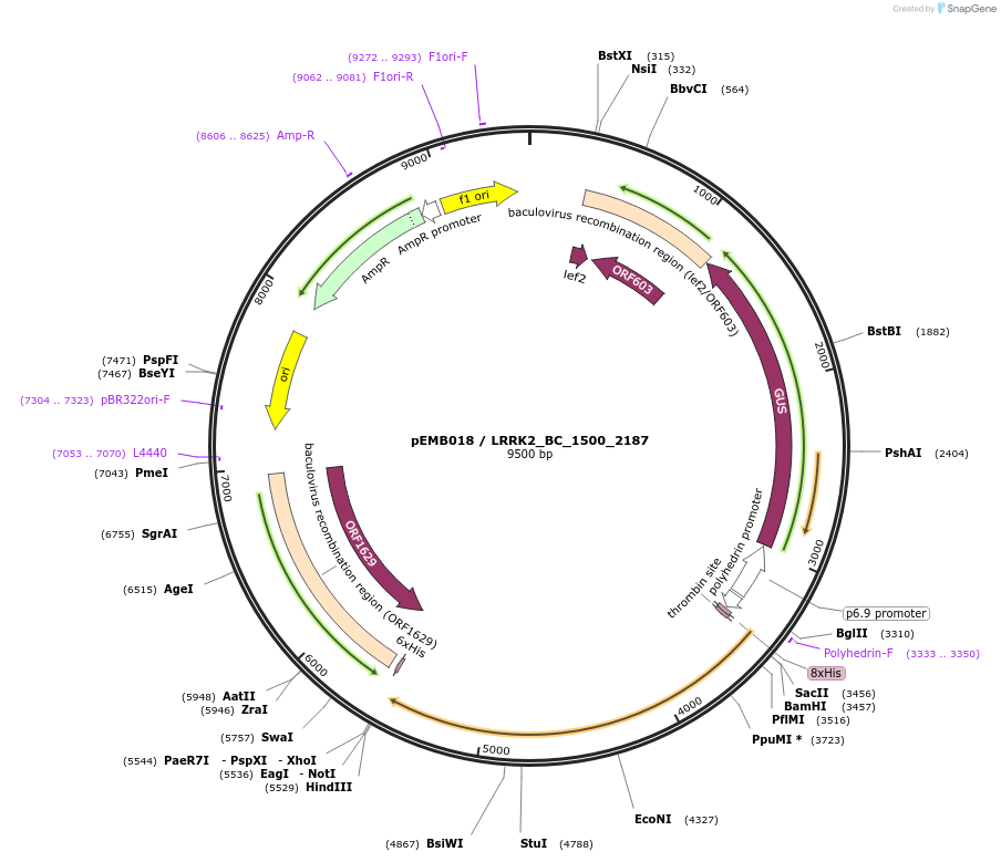 40515-plasmid-map-sequence-id-52188